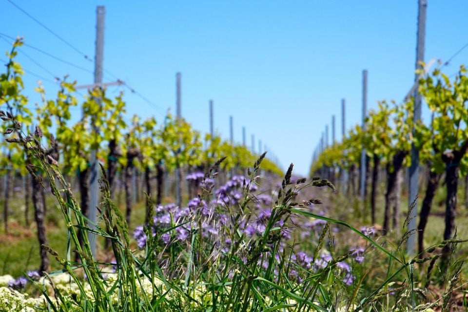 © pixabay - Michael_W_Zink